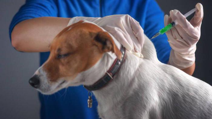 � ��������� (����������)