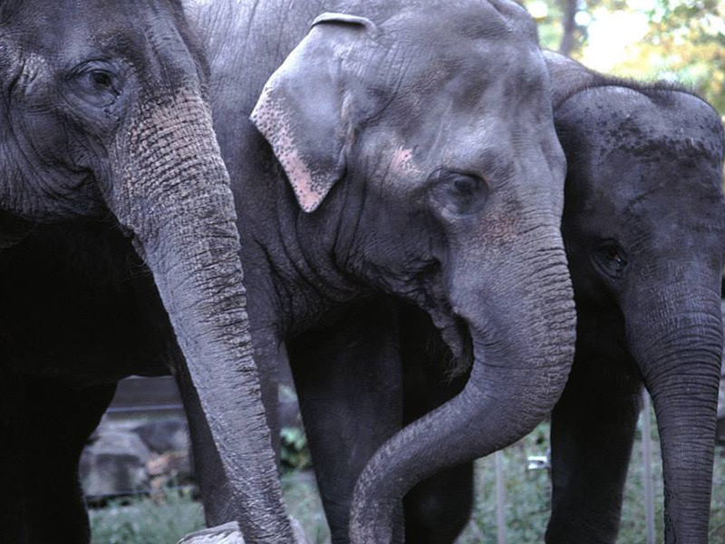 � ���������� �������� �������� ����������������� �������� �������