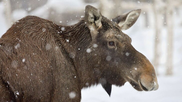 � ���������� ������ ������� ������� ������ ����� � ��������� �����