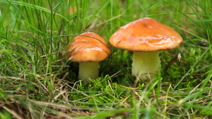 ��������� ������������ �� ��������� ��������������� �� ���� ���� ������