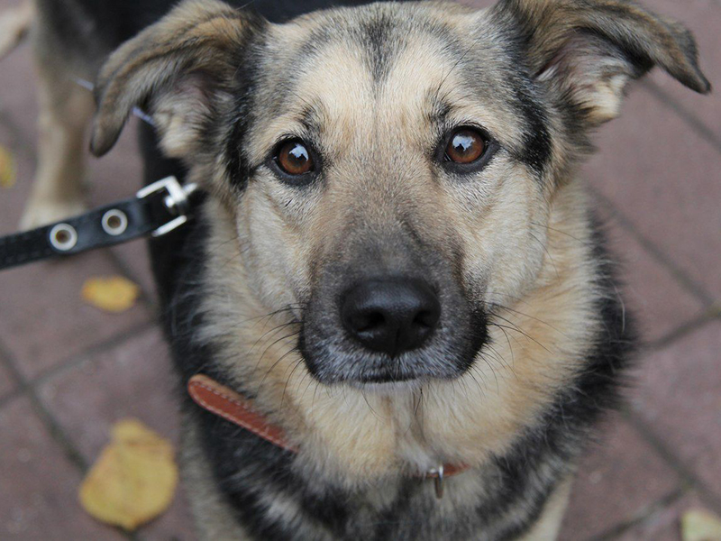 ������� ������ ������� ���������� �������� ����������� �������� �� Woof-���������