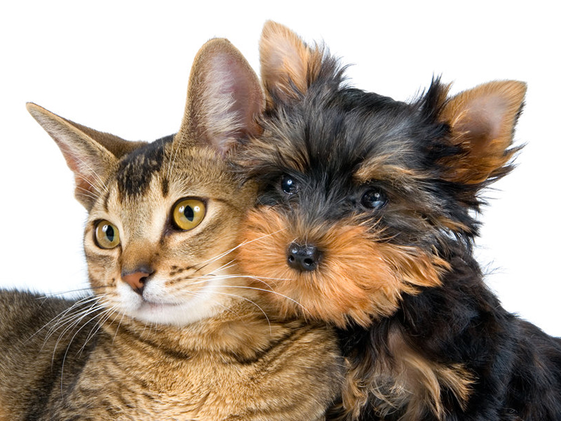 � ������� ����������� ������� ������ �� ������� �������� ��������