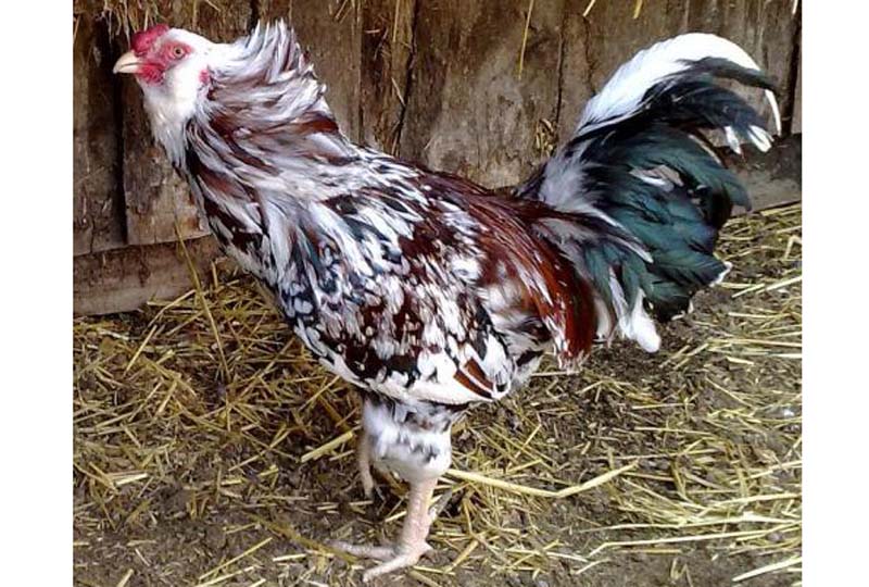 "��������� ������" ����� ���� ����������� �������� 