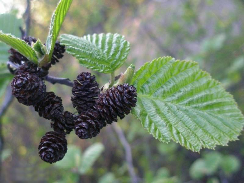 ������ ����� ����� ��������� ���������� �����