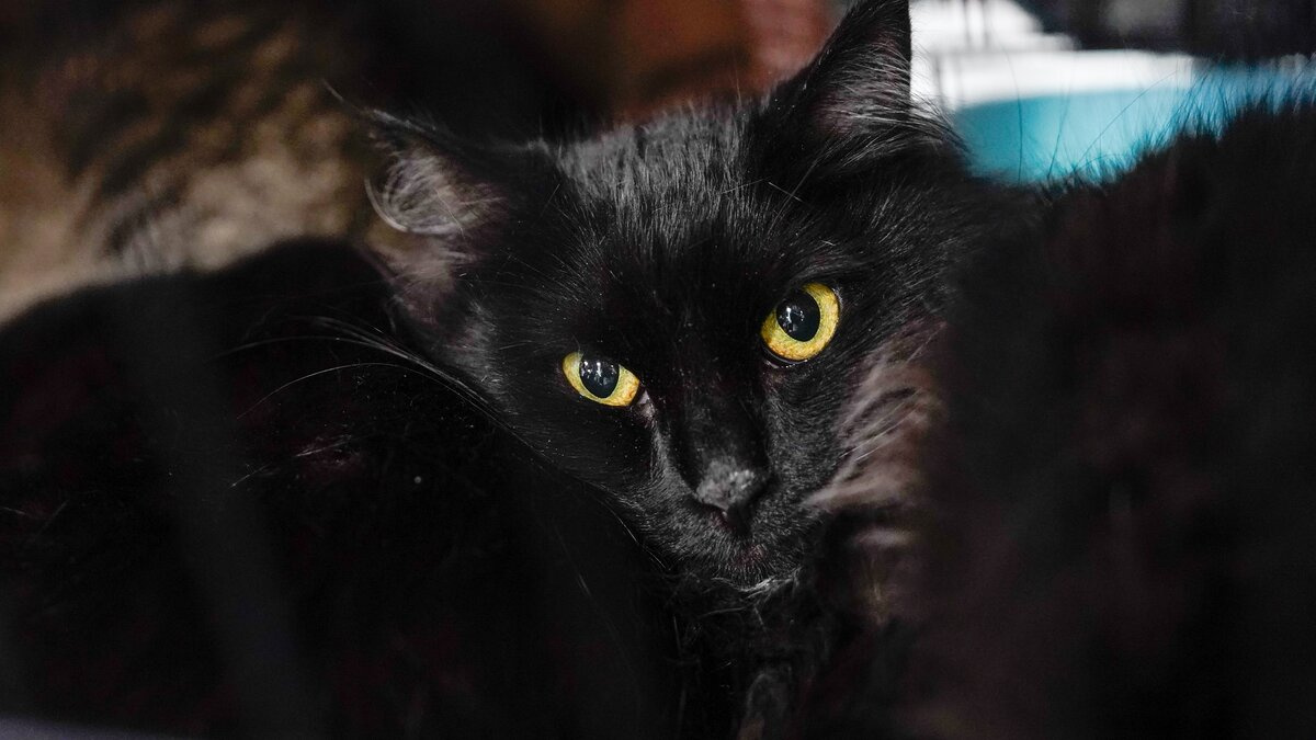 ��� �� ������ ������� ���� � ������ ������ �������