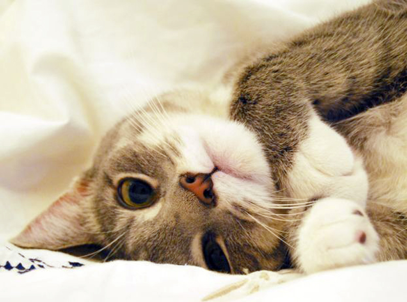 �� ����������������� �������� �� ������������ �������� �� ������� ������������ ������ ������ �������