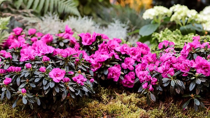 ������ � �������� ������� ������������ � "����������� �������"