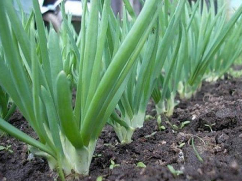 ������ ������� ������ ��������� ������ ������ � ������ ������