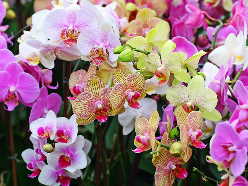 � ������������� ����� ������� ������� �������� ������������ � ��������