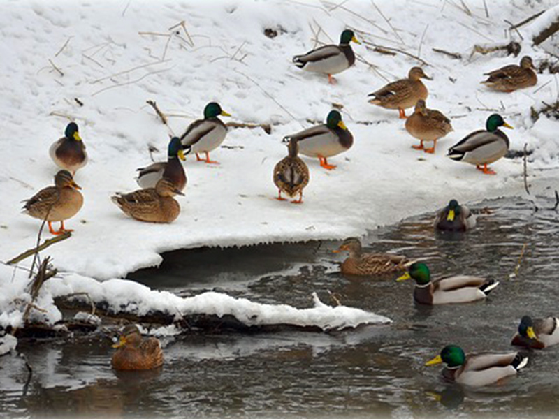 �� ���������� ������������� ���� �����-���������� ��������� ����� �������� 1,2 �������� ������