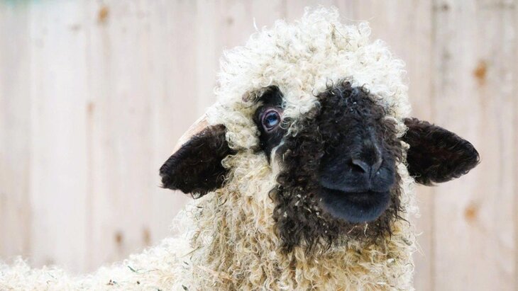 ���� �������� ������� ��� ��� ������� �� ������� ���� ������