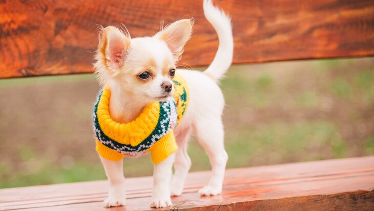 ��������� ���������, ��� �������� �������� �� ������