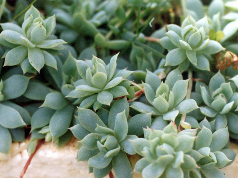 ��������� ������������ �������� ��������� � �������