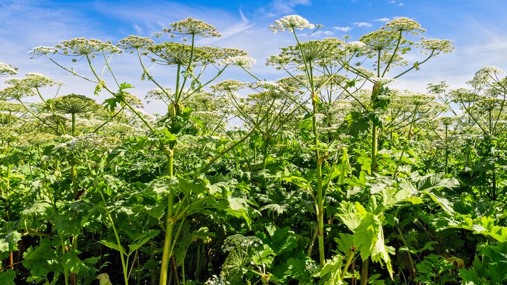 ������� ������ ����������� ������ ������ � ���������� �� �������