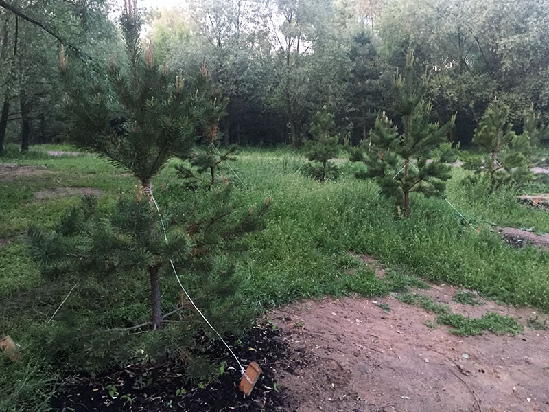 �� �������������� ���������� ���������� ������ ������������� ������ �������