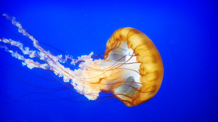 ������� "����������� � ����" ��-�� ��������� �����-����������