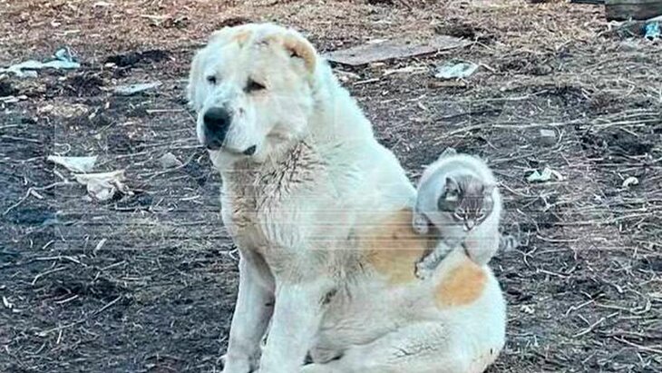 ������ ���������-�������� ��������� � ������ ���� � ������