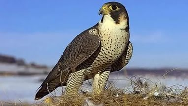 ����� 6 ����� �������-��������  ������� �� ���������� ������� ��� ���������