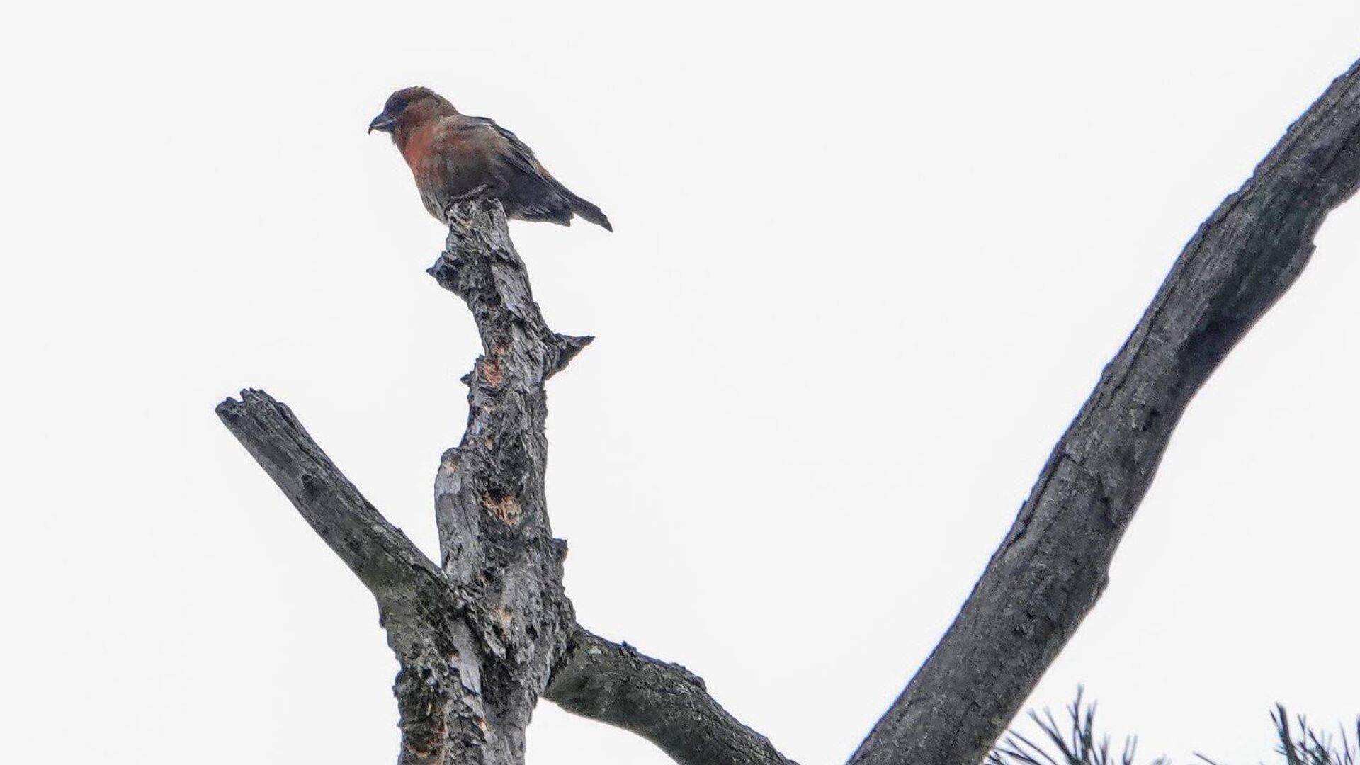 � ������ ������� ��������� ������� ������ � ������-�������