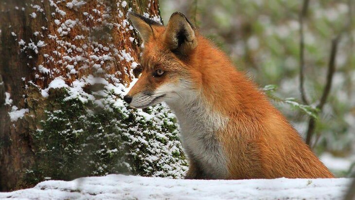 ������� ������ � ������������� "�������� �������" �������� � �������