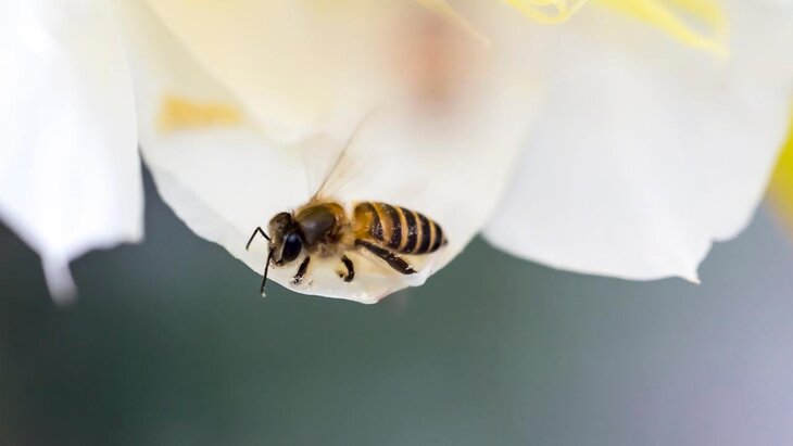 ������������ ����� ������ �������, ������� ���� �� ������ �� ����� �����