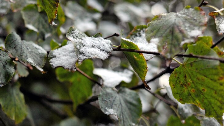 ������� ������������ � ������ ����������� � ��������