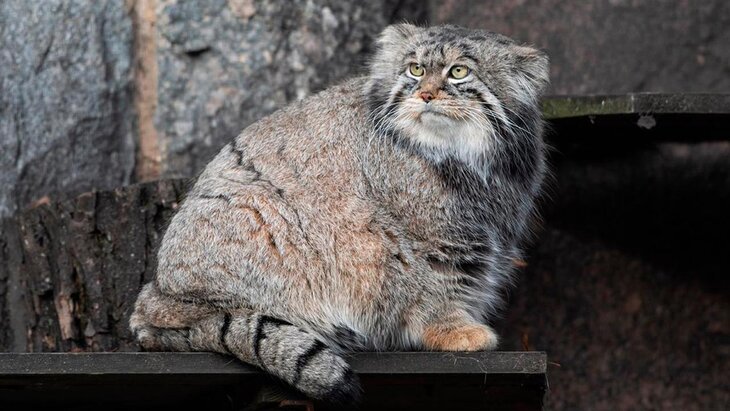 ����� ������� �� ����������� �������� �������� ��������� � ����