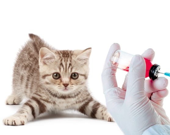 ������ � ��������� ���������� ������� � �������� ������  ������� �������� �� ����