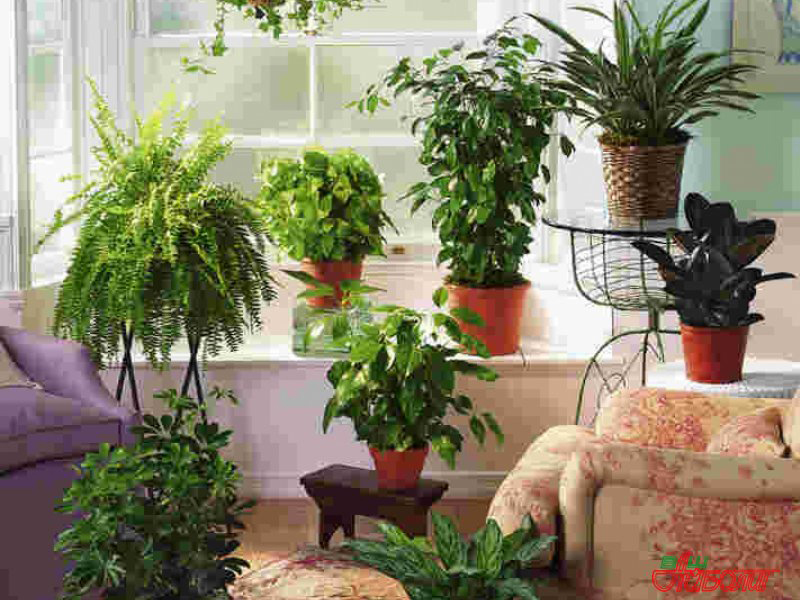 � ������� ����������� ������������ ������ ������ ���������� ����������