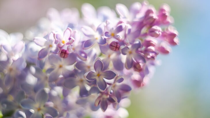 � "����������� �������" �������� ������ ������